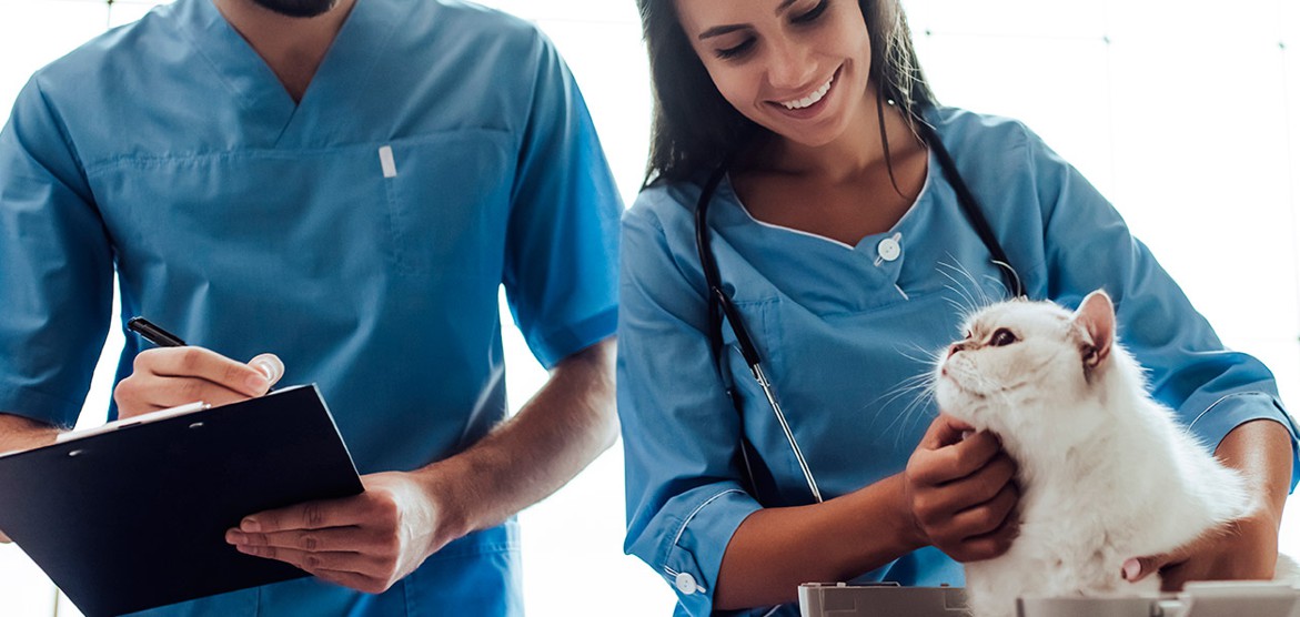 Asistente Veterinario